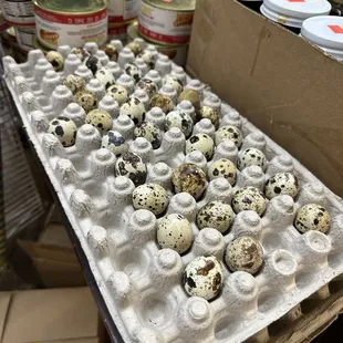 a carton of quails
