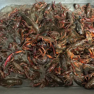 Crawfish