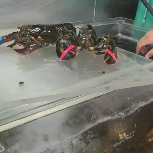 Live lobster