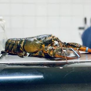 Very big lobster.