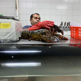 Huge lobster!!