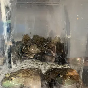 Live frogs. I don&apos;t know how to cook these. I did not get any.