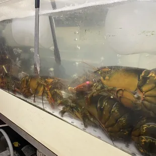 Fresh Lobster and crabs galore!!