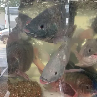 Big fresh fish!