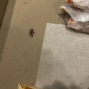 Roach in pizza box.