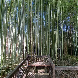 Bamboo