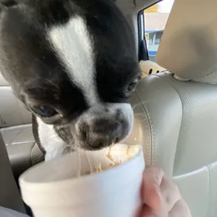 this pup cup has peanut butter