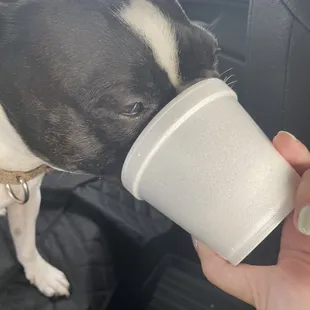 a dog drinking from a cup
