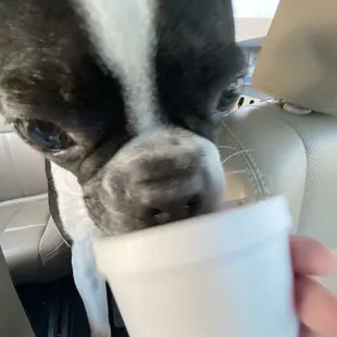 a boston terrier drinking out of a cup