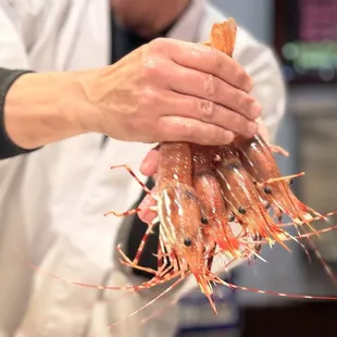 Live sweet shrimp. It was still moving.