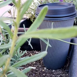 Plants