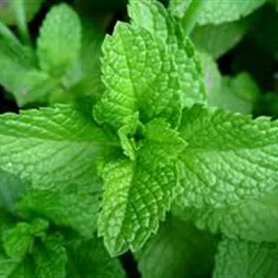 Fresh Mint- one of our favorite ingredient!