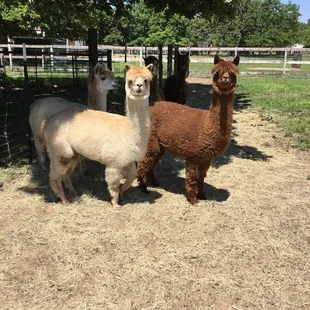 The &quot;girls &quot; curious as to why I&apos;m out here!
