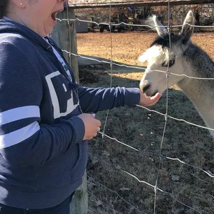 Feeding Talladega