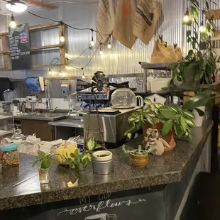a coffee shop counter with a variety of potted plants
