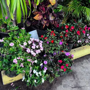 Admiring the flower beds as I wait in line to enter.   Busy morning.  3.13.2022 0738