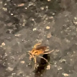Cockroach on table.