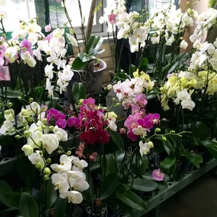 Orchids in the greenhouse.