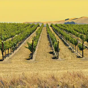 Napa River and Bay Trail