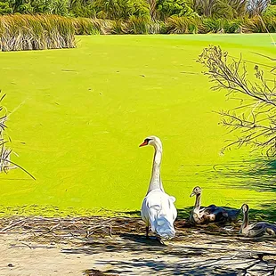Napa River and Bay Trail