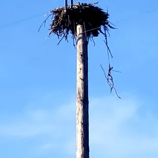 If you look closely. You can see the baby osprey