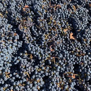 Grapes in Napa!!