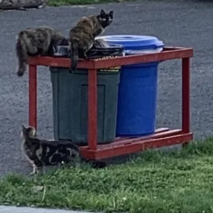 The cats dig through the trash all the time