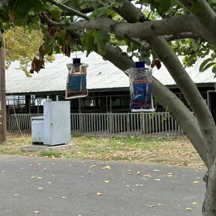This is the view (yes that&apos;s a barn) and their idea of pest control, which are the hanging fly traps