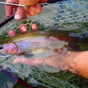 A beautiful Little wild Rainbow caught in Putah Creek Photo By Napa valley Fly Guides