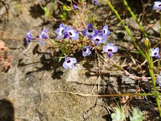 Jepson Prairie Preserve