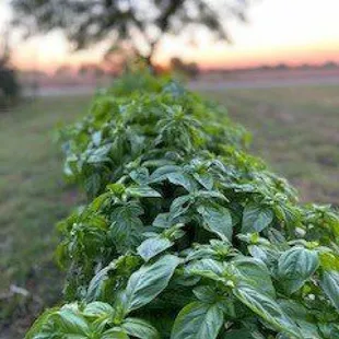 a row of basil plants