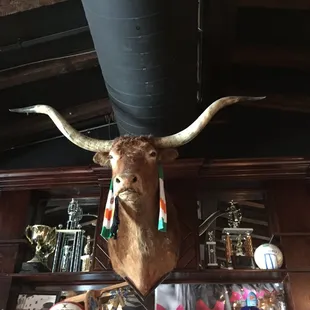 a bull head mounted on a wall