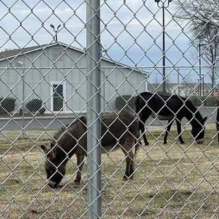 horses grazing in a fenced in area