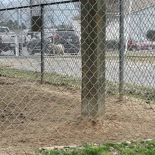 a chain link fence with a fire hydrant in the foreground