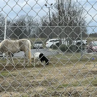 a horse and a dog in a fenced in area