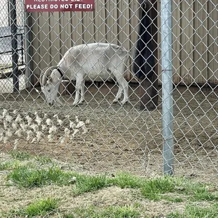 a goat and ducks in a fenced in area