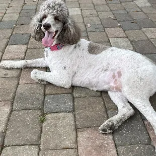Happy dog park place