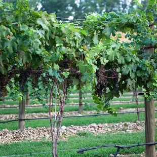 a row of grape vines