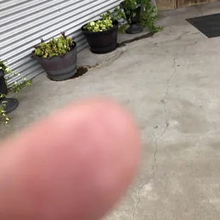 a person&apos;s finger pointing at a dog