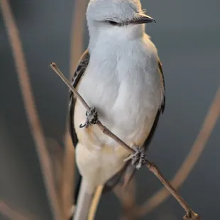 July 4, 2022 - National  Aviary, Pittsburgh, PA
