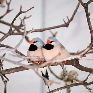 Shaft-Tailed Finch.