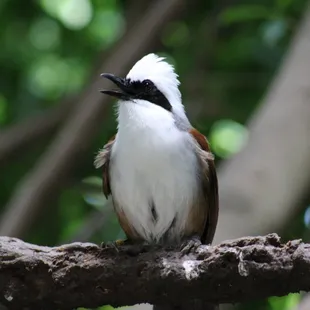 July 4, 2022 - National  Aviary, Pittsburgh, PA