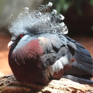 July 4, 2022 - National  Aviary, Pittsburgh, PA