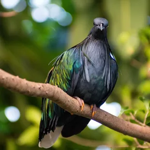 A Nicobar Pigeon