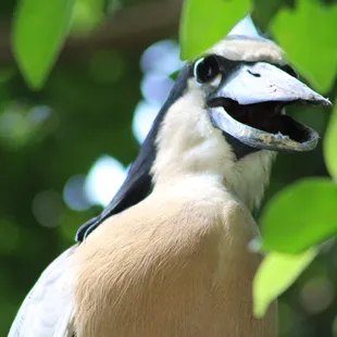 July 4, 2022 - National  Aviary, Pittsburgh, PA