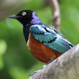 July 4, 2022 - National  Aviary, Pittsburgh, PA