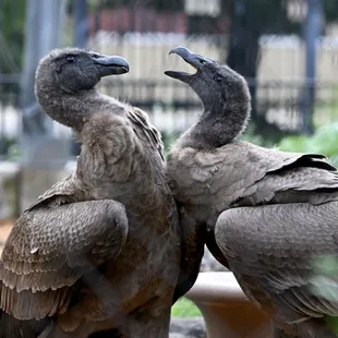 Two Andean Condor juveniles residing in the National Aviary's Condor Court habitat.