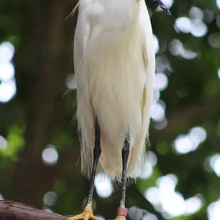July 4, 2022 - National  Aviary, Pittsburgh, PA