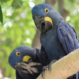 July 4, 2022 - Hyacinth macaws, National  Aviary, Pittsburgh, PA