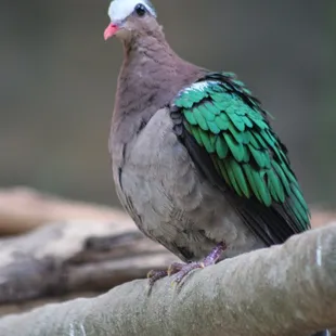 July 4, 2022 - National  Aviary, Pittsburgh, PA